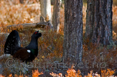 BB 05 0139 / Tetrao urogallus / Storfugl